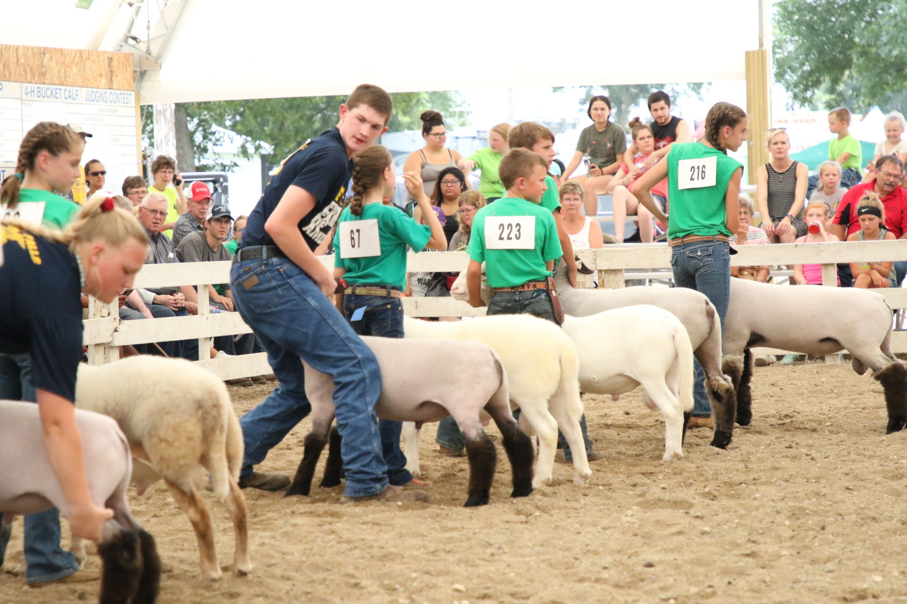 Sheep_5928.JPG
